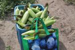 corn gleaning