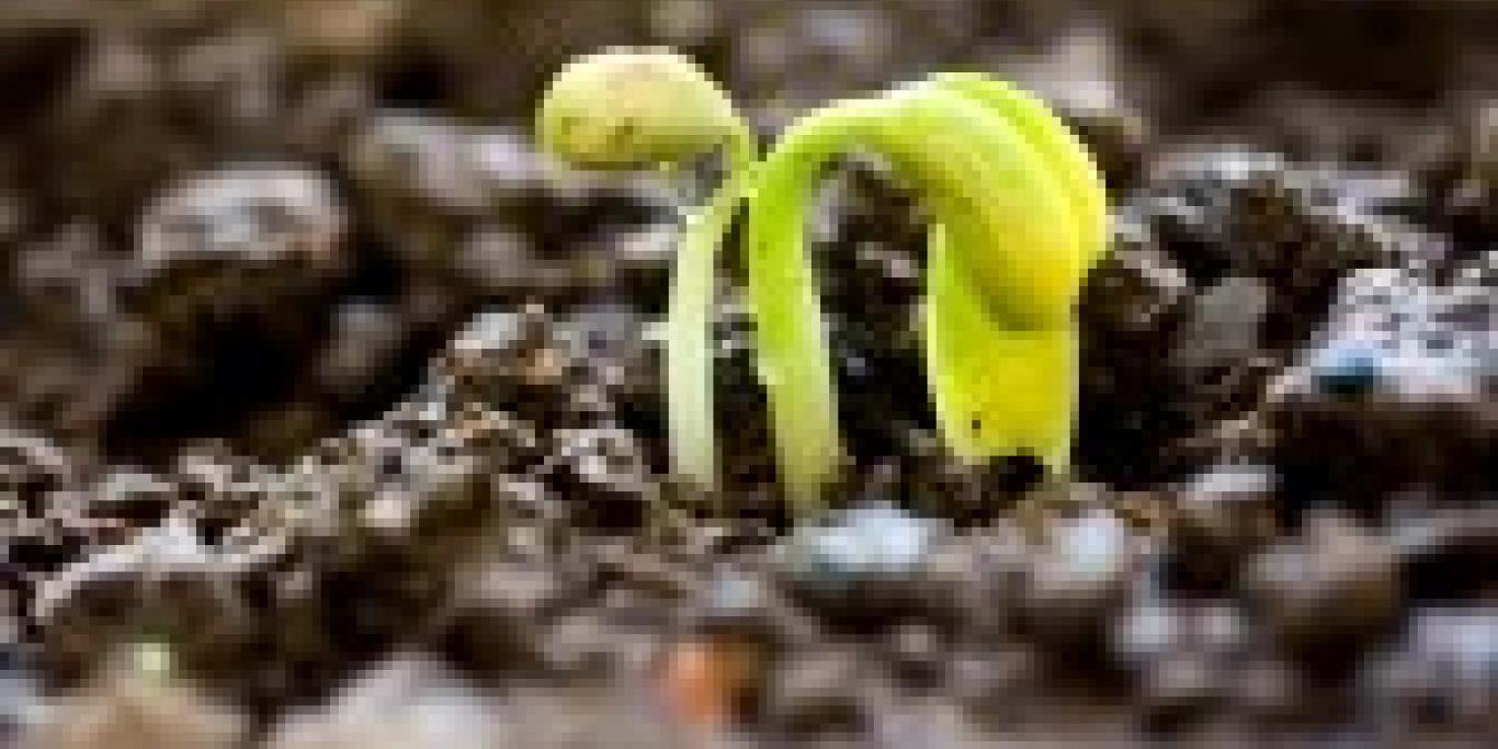 14176144-close-up-of-seedling-of-bean-growing-out-of-soil