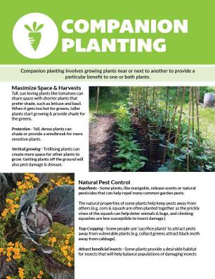 Front page of companion planting factsheet