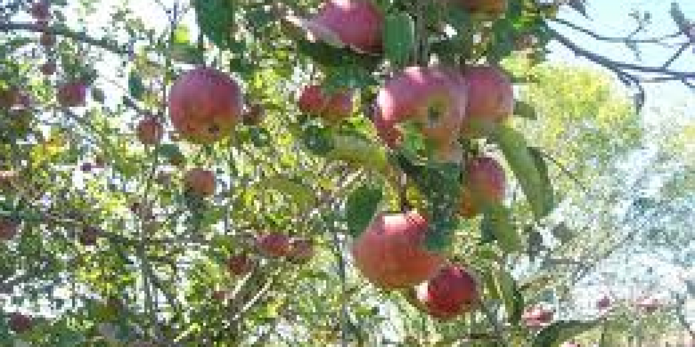 apples in backyard